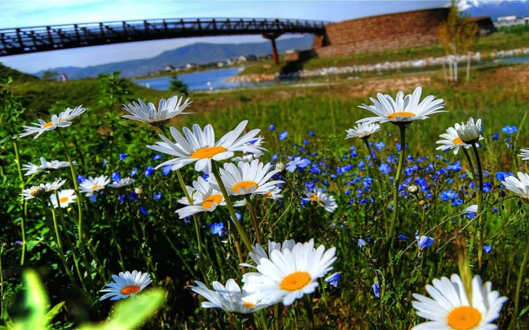 Обои на рабочий стол лето природа