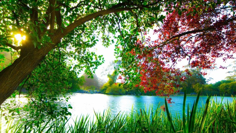 Тропический коктейль