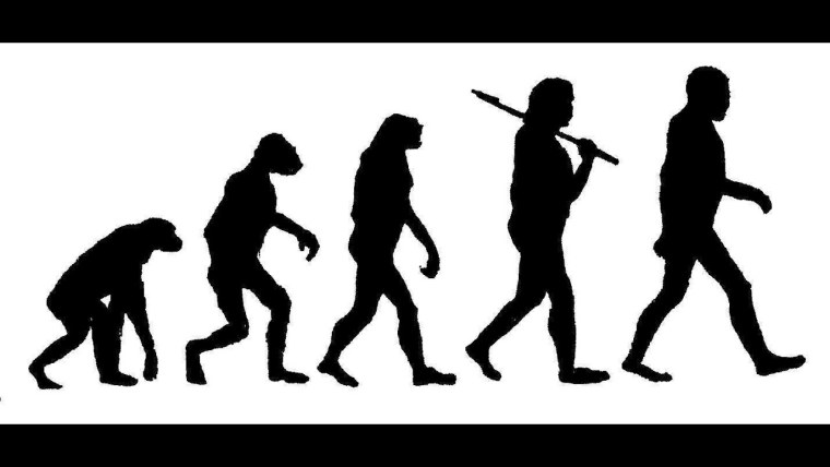 Эволюция человека от клетки до человека