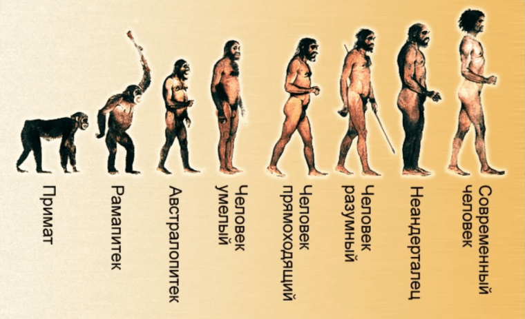 От обезьяны до человека