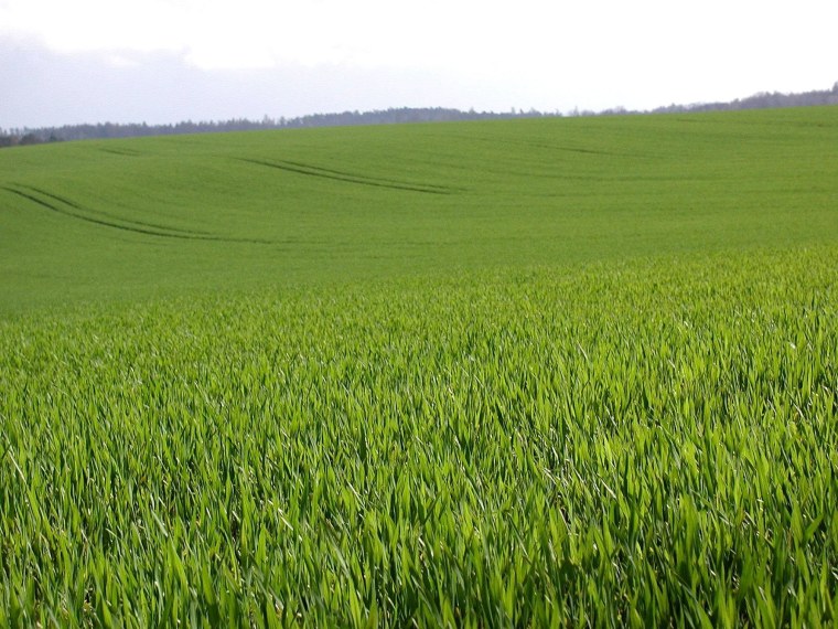 Сельскохозяйственные травы