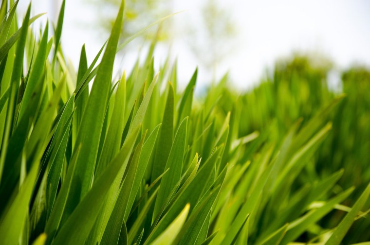 Высокая зелёная трава