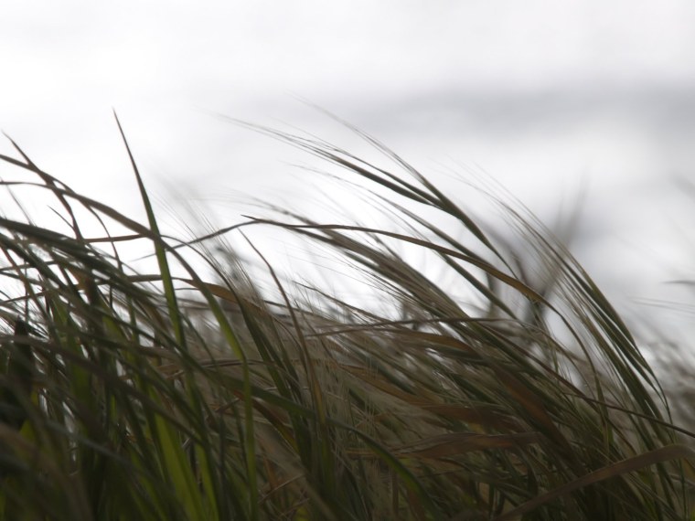 Колыхание травы