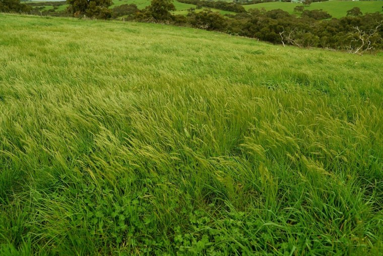 Густая высокая трава