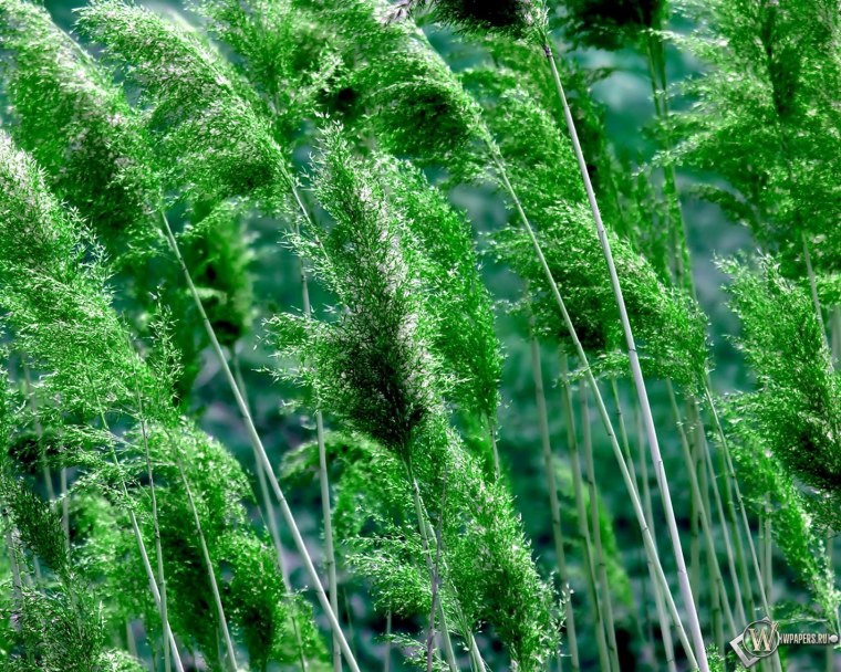 Высокие травянистые растения