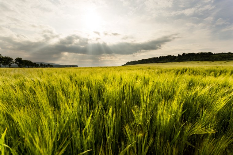 Зеленая трава