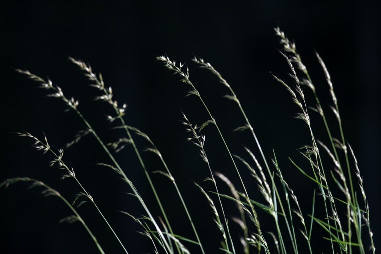 Луговые травы темные