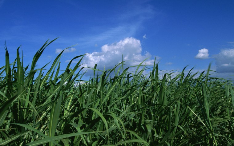 Высокая трава фото