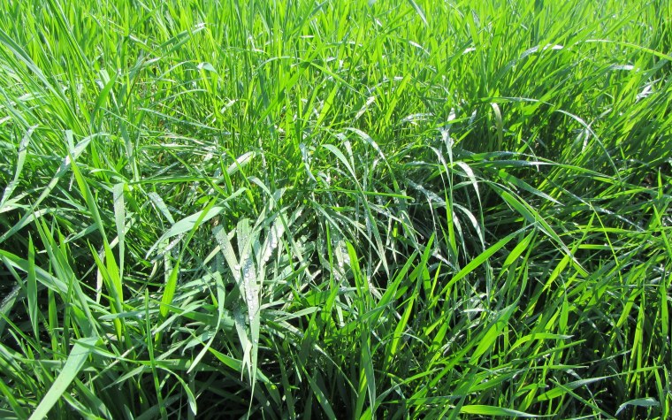 Красивое поле