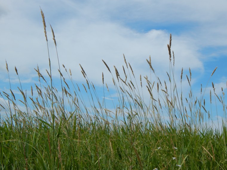 Tallgrass Prairie