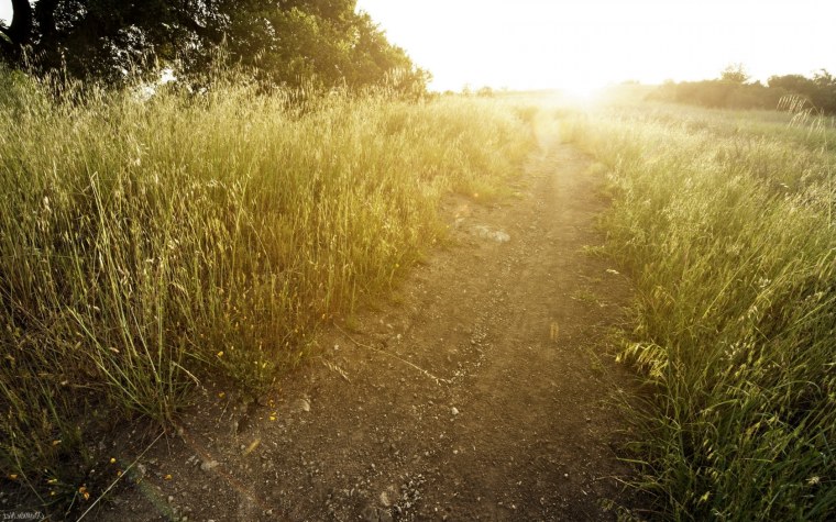 Тропинка в высокой траве