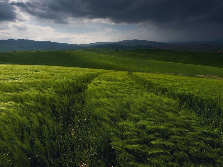 Поле с высокой травой
