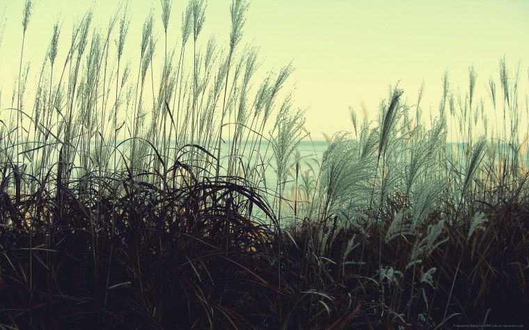 Эстетика травы в поле