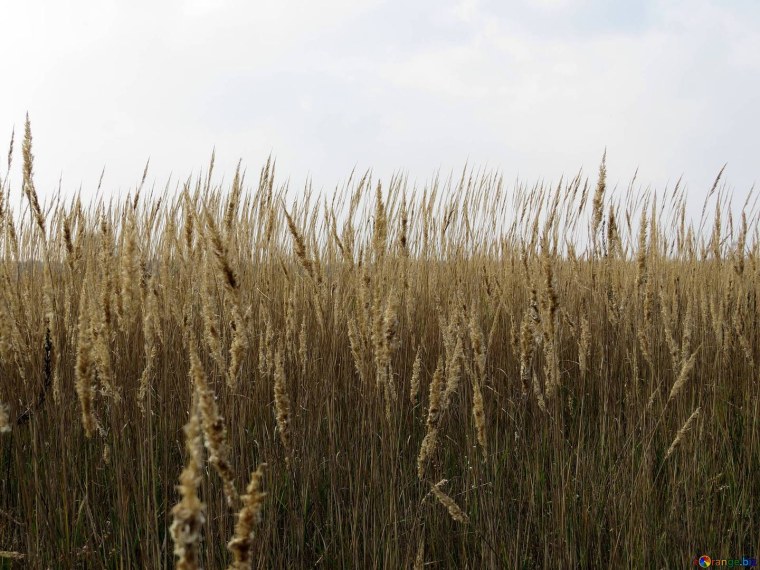 Заросли травы