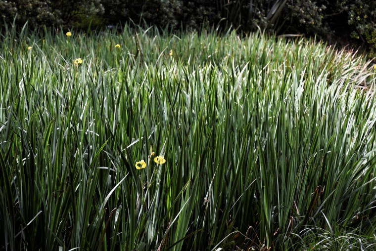 Трава ночью