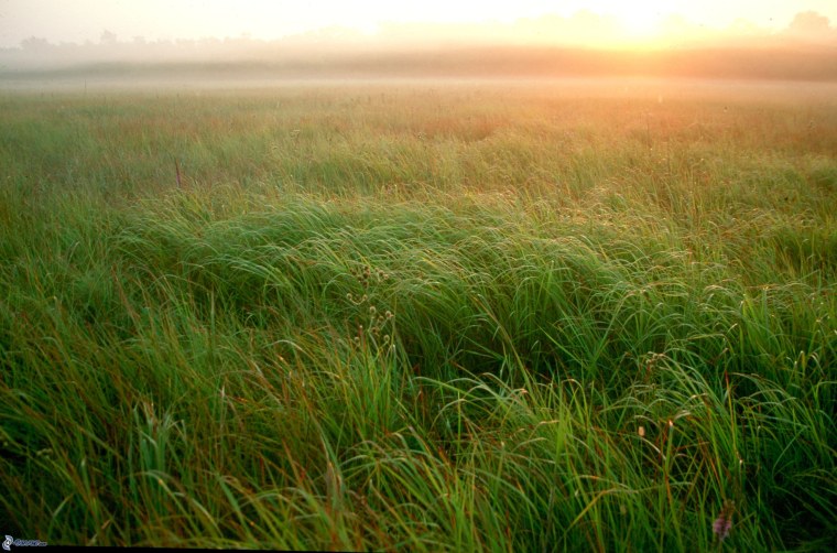 Рожь Эстетика