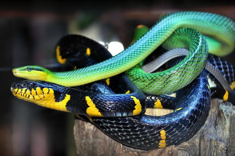 Parrot Snake
