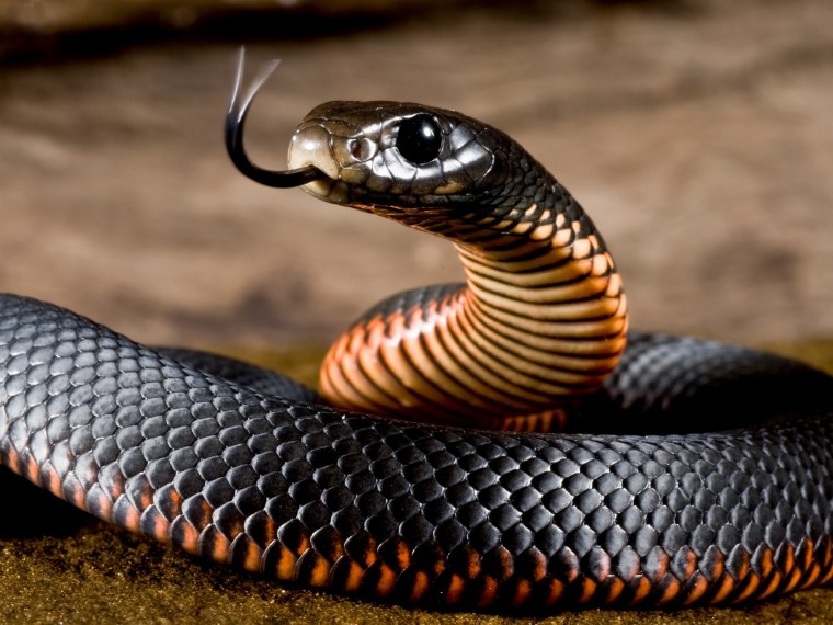 Блейк Снейк чёрная змея