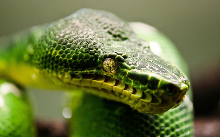 Агрессивная змея