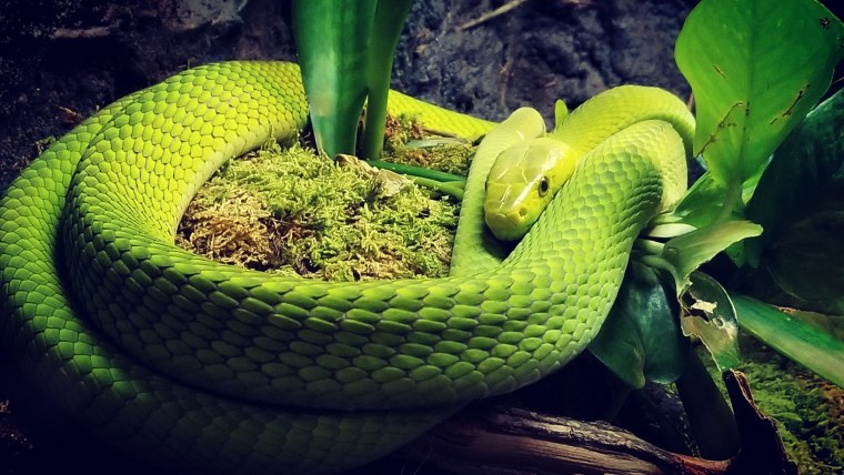 Змея с красной чешуей