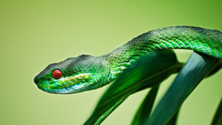 Белая змея (2019) Baishe: Yuanqi