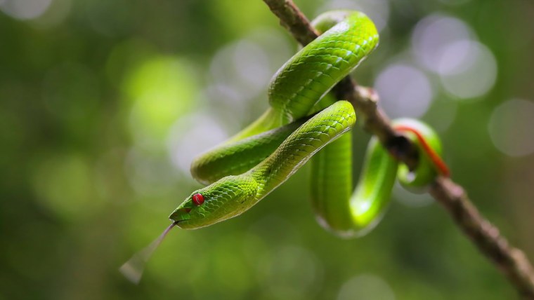 Рейзер Геншин арт