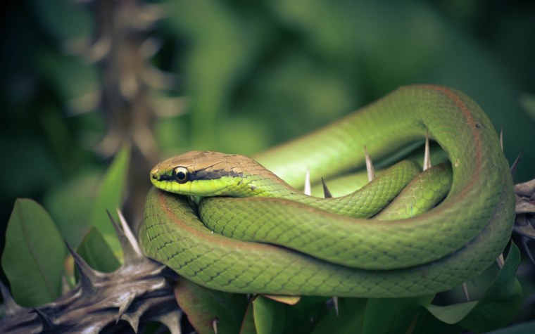 Змея на экране