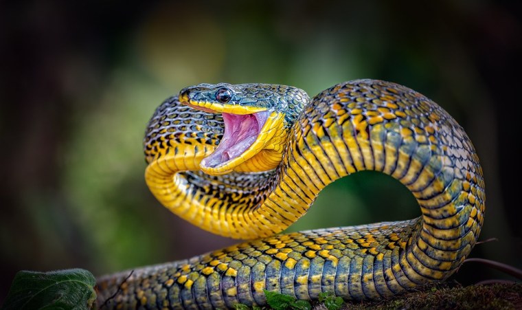 Коричневая бойга