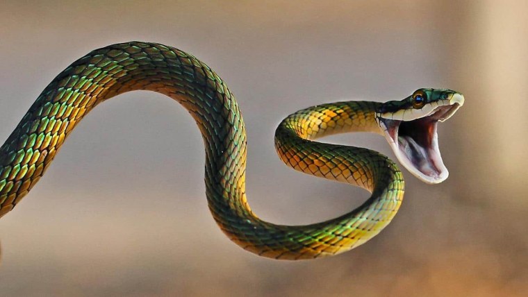 Trimeresurus Salazar змея