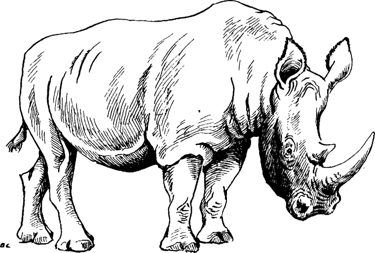 Носорог раскраска