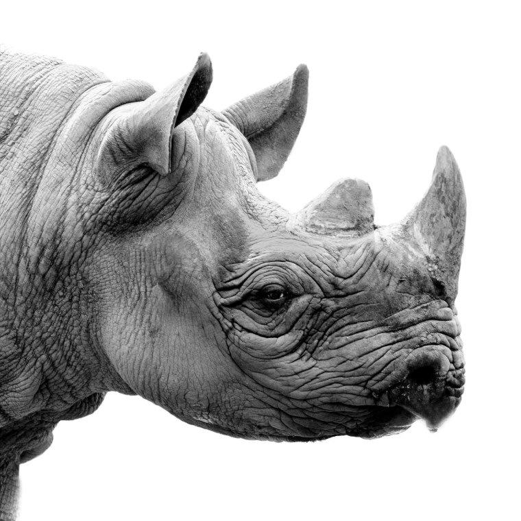 Black and White Rhino