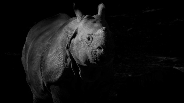 Носорог на черном фоне