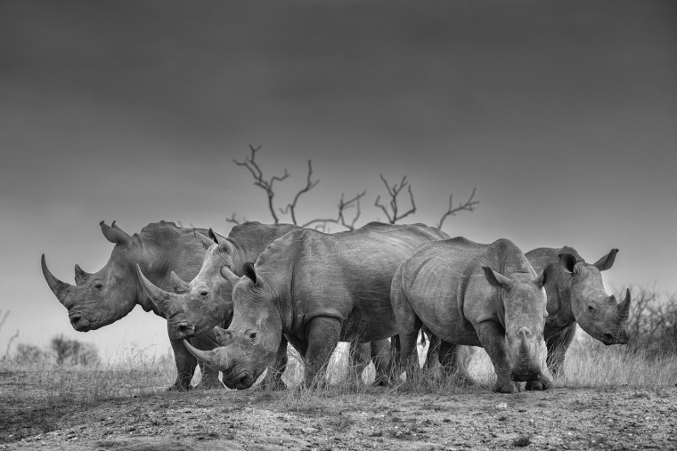 Графика животные