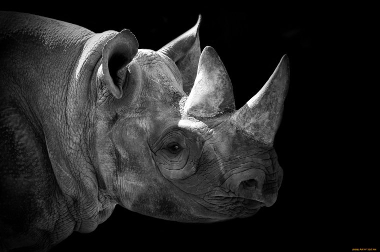 Бегемот Графика