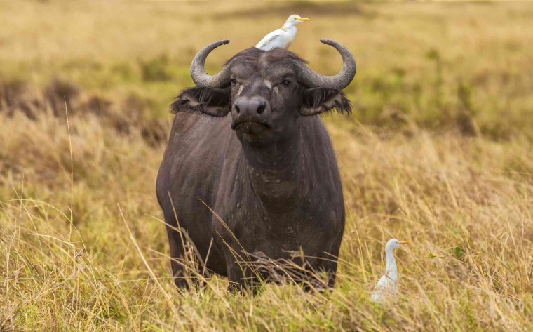 Африканский бык Буффало