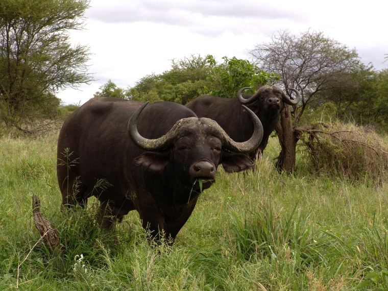 Buffalo Buffalo Buffalo Buffalo Buffalo Buffalo Buffalo Buffalo