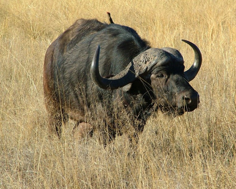 Кафрский буйвол