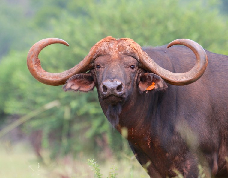 Африканский бык Буффало