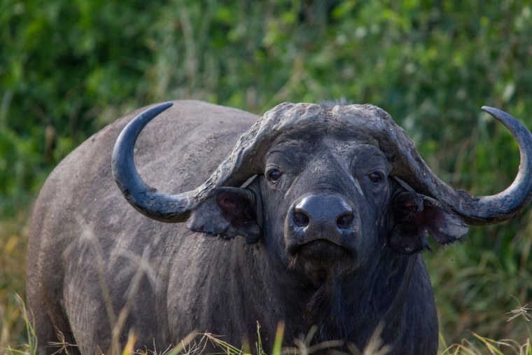 Капский буйвол