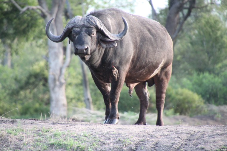 Капский буйвол