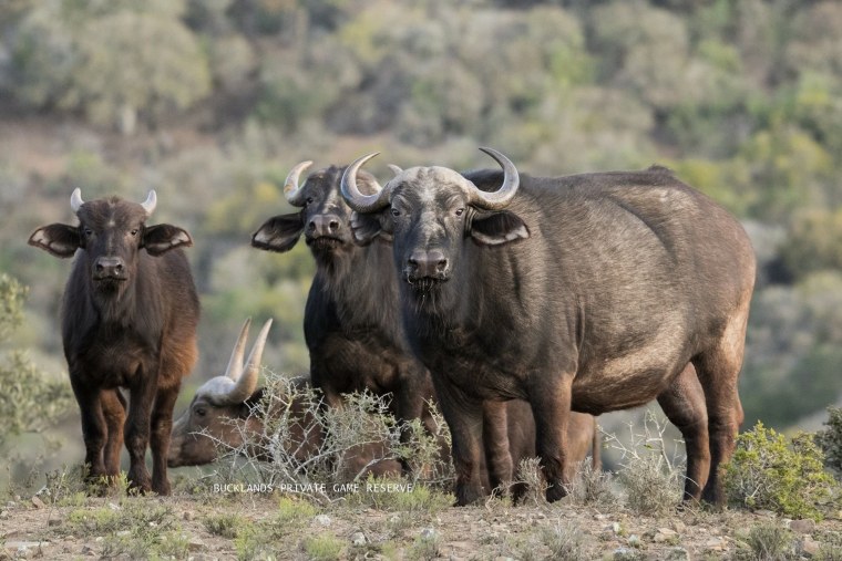 Животные Африки буйвол