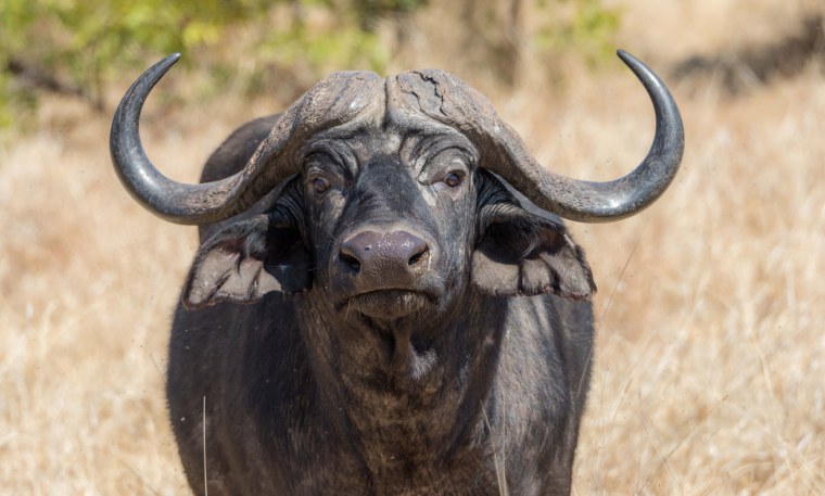 Африканский буйвол самец