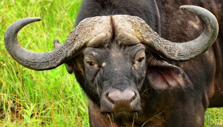 Буйвол в саванне
