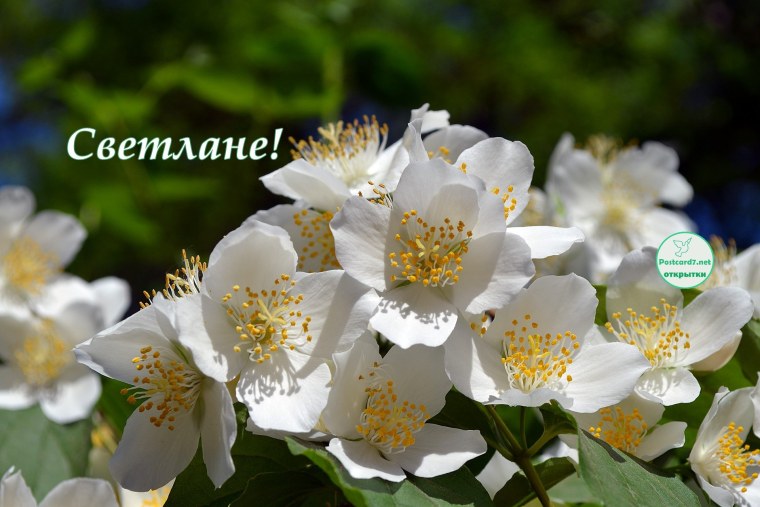 Открытки для Светланы