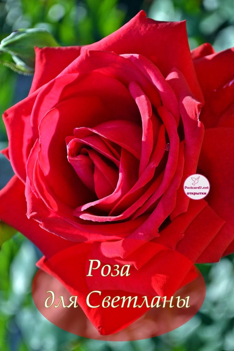Открытки для Светланы