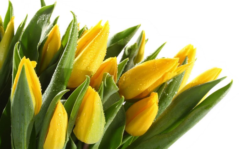 Обои на рабочий стол желтые тюльпаны