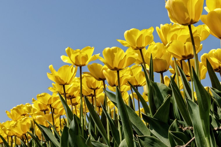 Тюльпаны на зеленом фоне