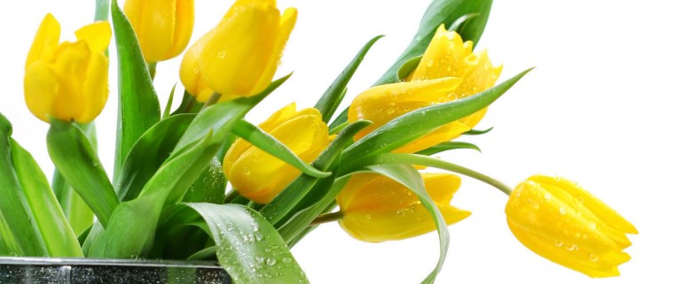 Красные тюльпаны на желтом фоне