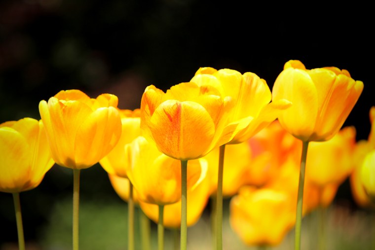 Фотообои желтые цветы