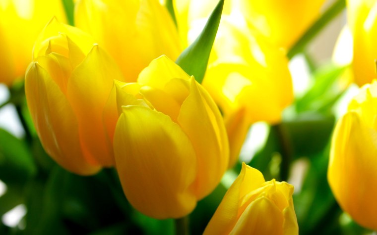 Тюльпан Йеллоу Сан